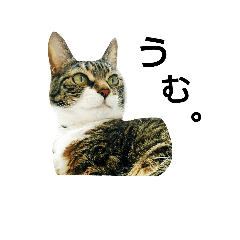 [LINEスタンプ] 毛玉もふもふスタンプR