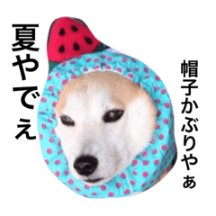 [LINEスタンプ] 柴犬 ゴン太 使えないスタンプ