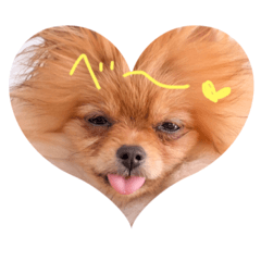 [LINEスタンプ] ポメラニアンころっこのお猿スタンプ