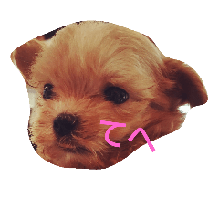 [LINEスタンプ] malpoolomochi