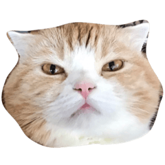 [LINEスタンプ] たびももにゃんこ