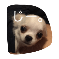 [LINEスタンプ] 紀伊長島弁
