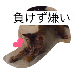 [LINEスタンプ] 我が家のキジ猫❤︎