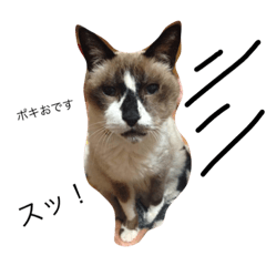 [LINEスタンプ] ボマキオ団（猫だらけ）