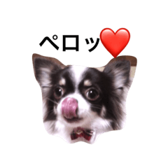 [LINEスタンプ] チワワのライトちゃん