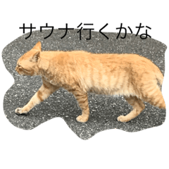 [LINEスタンプ] 猫の日常です