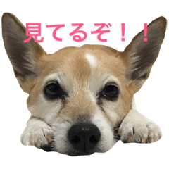 [LINEスタンプ] うちの家のミィちゃんは。