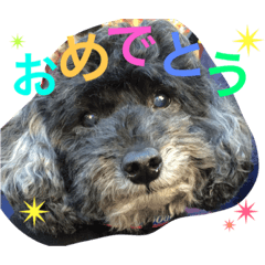 [LINEスタンプ] ＊ トイプードルのクロちゃん ＊