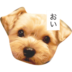 [LINEスタンプ] ジジポースタンプ