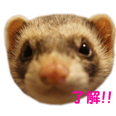 [LINEスタンプ] nika.family.animal