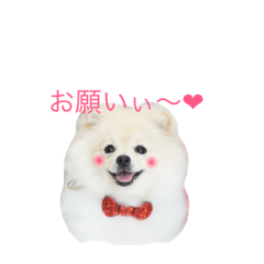 [LINEスタンプ] ポメラニアンのきなこ2