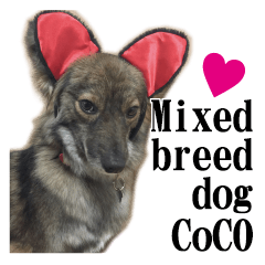 [LINEスタンプ] 雑種犬Coco