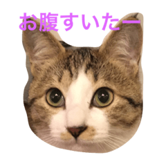 [LINEスタンプ] キンさんギンさん