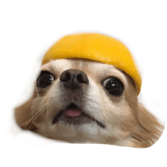 [LINEスタンプ] もぐみです