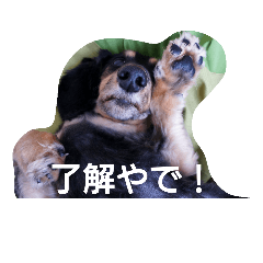 [LINEスタンプ] ミニチュアダックスフンド、チョコです。