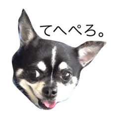 [LINEスタンプ] チワワンコ。2