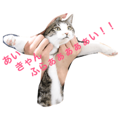[LINEスタンプ] 猫さんたちの日常