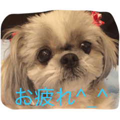[LINEスタンプ] ロコちゃん