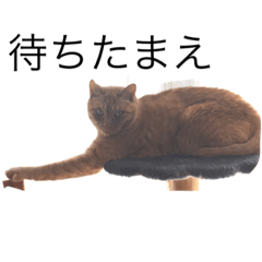 [LINEスタンプ] うなぎねこ