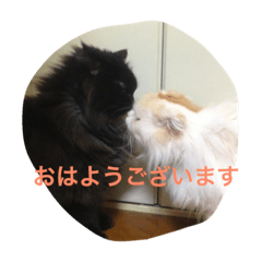 [LINEスタンプ] 猫と犬だらけ