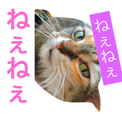 [LINEスタンプ] 猫のアンより愛を込めて