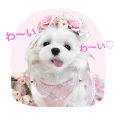 [LINEスタンプ] くぅちゃんファッションスタンプ