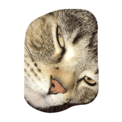 [LINEスタンプ] うちの猫【ぞろ】