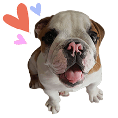 [LINEスタンプ] Happy bulldog Moo-wan II