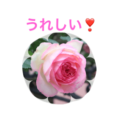 [LINEスタンプ] バラのおはなし