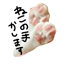 [LINEスタンプ] ねこネコ猫スタンプ