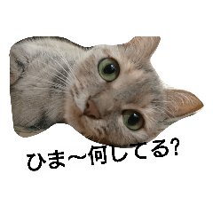 [LINEスタンプ] 猫のキトさん