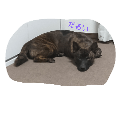 [LINEスタンプ] 甲斐犬 福くん