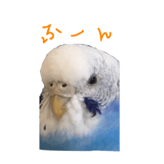 [LINEスタンプ] セキセイインコ ぶんちゃん