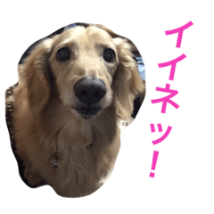 [LINEスタンプ] ダックスのビス2