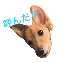 [LINEスタンプ] 近藤家のみるちゃん