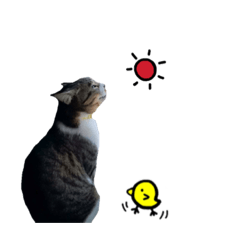 [LINEスタンプ] ねこのちーちゃん。