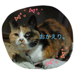 [LINEスタンプ] シーズーとトイプーと三毛猫