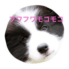 [LINEスタンプ] 個性たっぷりBorder collie