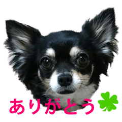 [LINEスタンプ] 使えるチワワスタンプ