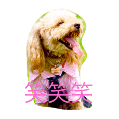 [LINEスタンプ] メイプル＆ココア＆ヒナ＆クレア