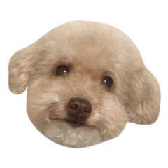 [LINEスタンプ] トイプードルのそば