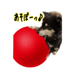 [LINEスタンプ] 黒柴のルキくん