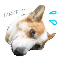[LINEスタンプ] こどもといぬ