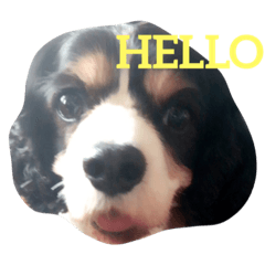 [LINEスタンプ] ちゃちゃのスタンプ