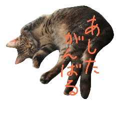 [LINEスタンプ] ねこの のどかさん