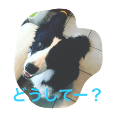 [LINEスタンプ] ボーダーコリーとシェパード
