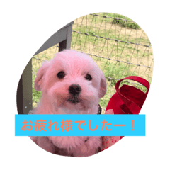 [LINEスタンプ] チーくんだよ2
