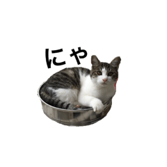 [LINEスタンプ] 小太郎さんスタンプ