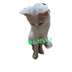 [LINEスタンプ] 猫たち_01