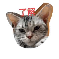 [LINEスタンプ] 猫の菊と稲